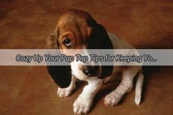 Cozy Up Your Pup Top Tips for Keeping Your Dog Warm This Winter